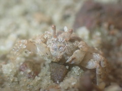 Scopimera intermedia