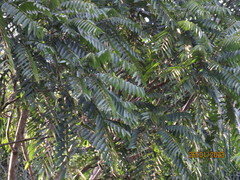 Cedrela fissilis