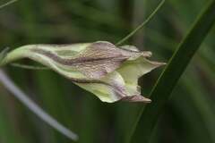 Gladiolus tristis