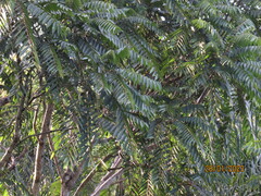 Cedrela fissilis