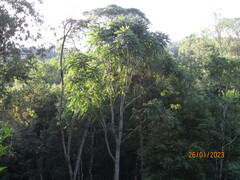 Cedrela fissilis