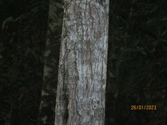 Cedrela fissilis