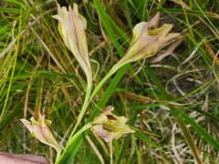 Gladiolus tristis