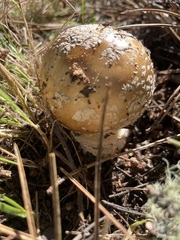 Amanita