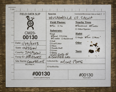 Mucronella fusiformis