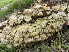 Trametes membranacea