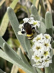 Dielis trifasciata