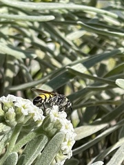Dielis trifasciata