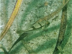 Torquigener pleurogramma