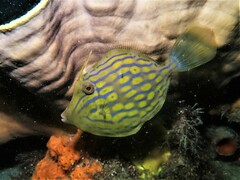 Eubalichthys mosaicus