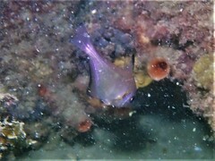 Pempheris klunzingeri