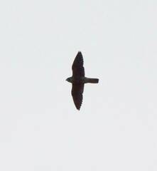 Falco peregrinus