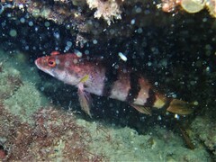 Hypoplectrodes nigroruber