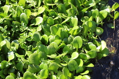 Limnobium laevigatum