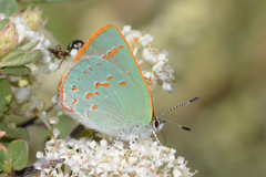 Erora quaderna quaderna