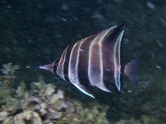 Chelmonops curiosus