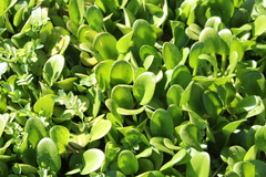 Limnobium laevigatum