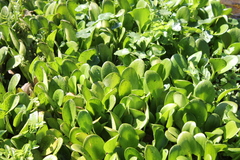 Limnobium laevigatum