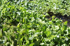 Limnobium laevigatum