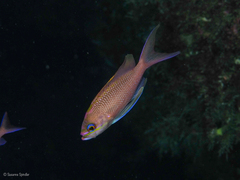 Anthias anthias
