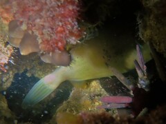 Meuschenia freycineti