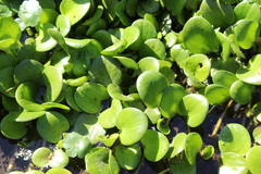 Limnobium laevigatum