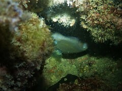 Meuschenia freycineti