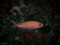 Anthias anthias