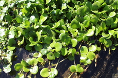 Limnobium laevigatum