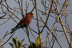 Eurystomus glaucurus