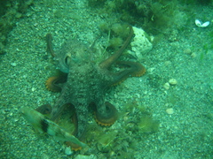 Macroctopus maorum