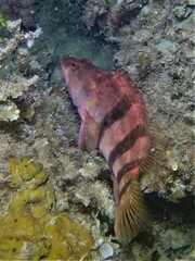 Hypoplectrodes nigroruber