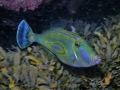 Meuschenia hippocrepis