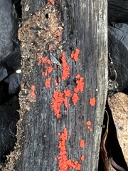 Tulasnella aurantiaca