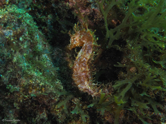 Hippocampus hippocampus