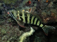 Goniistius rubrolabiatus