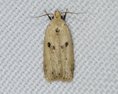 Scythropiodes issikii