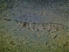 Platycephalus westraliae