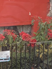 Euphorbia pulcherrima