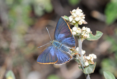 Erora quaderna quaderna