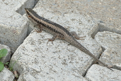 Trachylepis spilogaster