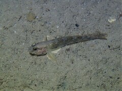 Acentrogobius pflaumii