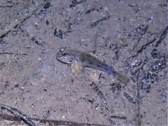 Acentrogobius pflaumii