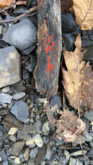 Tulasnella aurantiaca