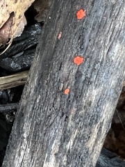 Tulasnella aurantiaca