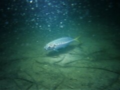 Trachurus novaezelandiae