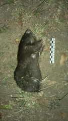 Heterogeomys hispidus