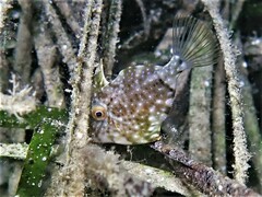 Scobinichthys granulatus