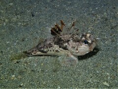 Maxillicosta scabriceps