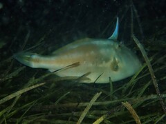 Meuschenia freycineti